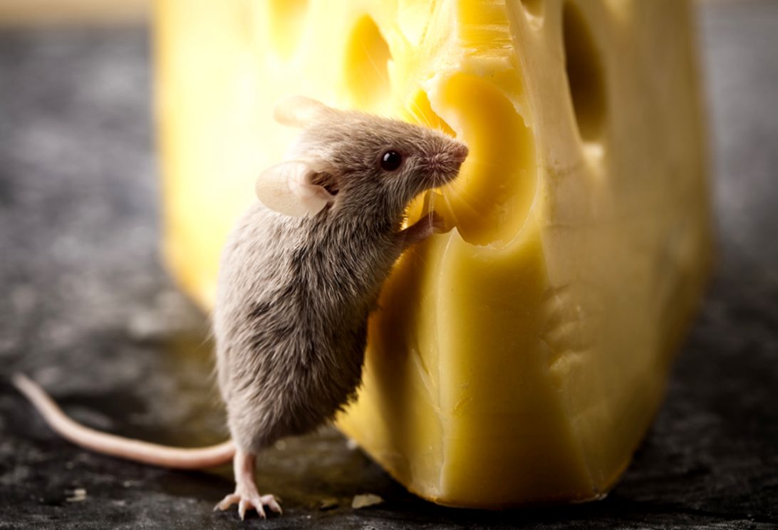 Do Mice Really Love Cheese Howstuffworks Dirty Foods With Flies