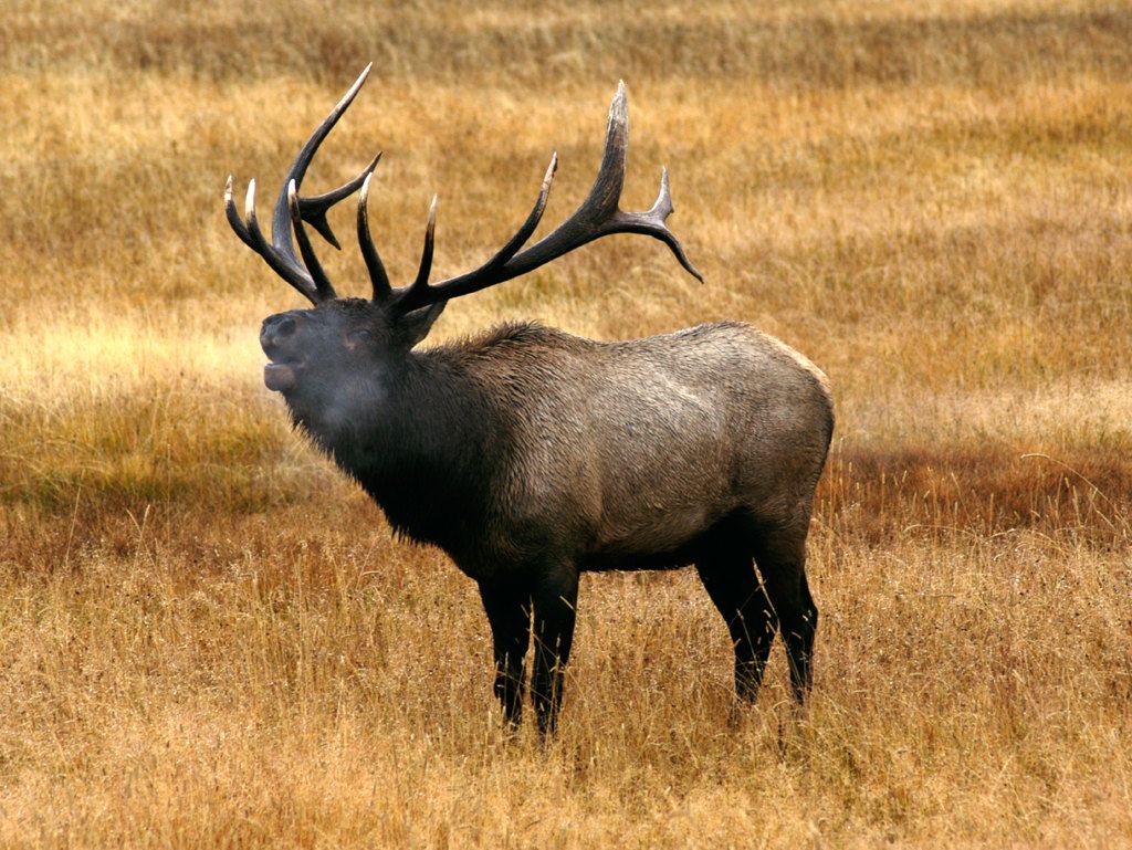 Bull Elk - HD Wallpaper 