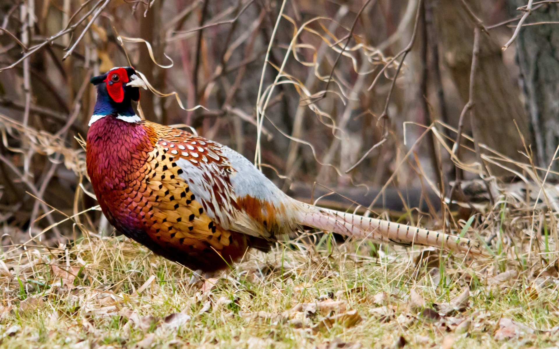 Spurfowl Autumn Fall Game Bird Ring-necked Pheasant - Pheasant Background - HD Wallpaper 
