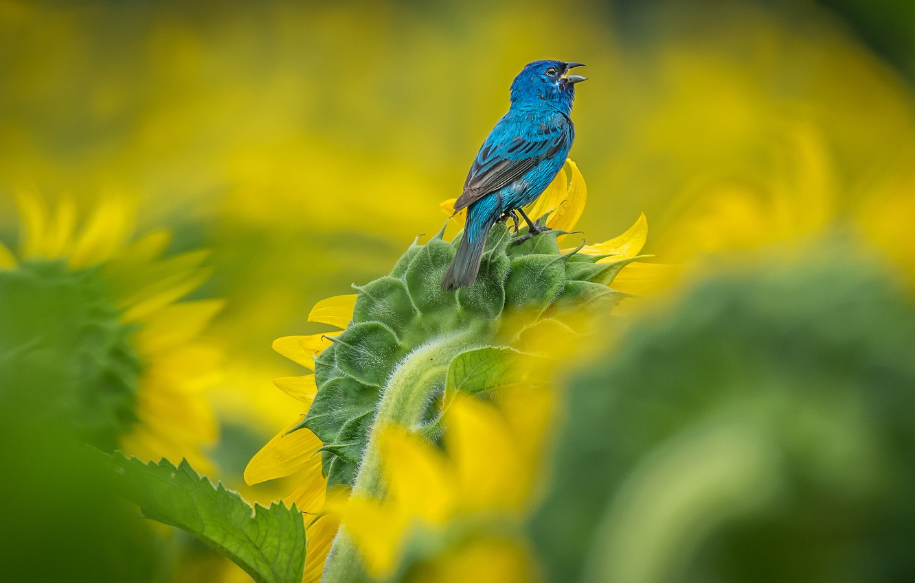 Photo Wallpaper Sunflowers, Flowers, Bird, Sunflower, - Old World Flycatcher - HD Wallpaper 