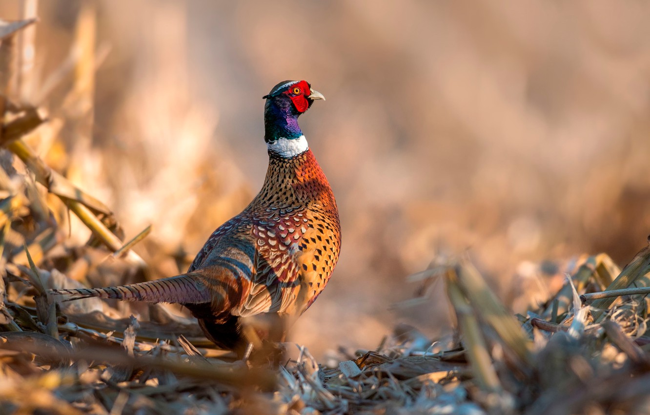 Photo Wallpaper Bird, Pheasant, Pheasant - Pheasant Hunting Backgrounds - HD Wallpaper 