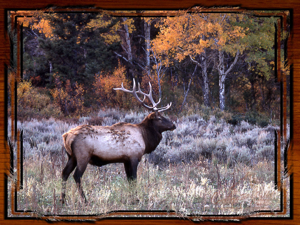 Picture Frame - HD Wallpaper 