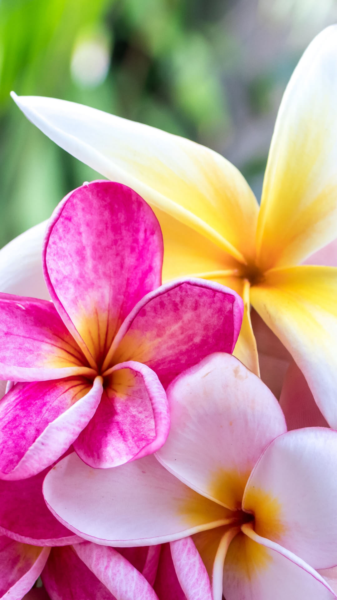 Hd Wallpaper Mi 6 Pro - HD Wallpaper 