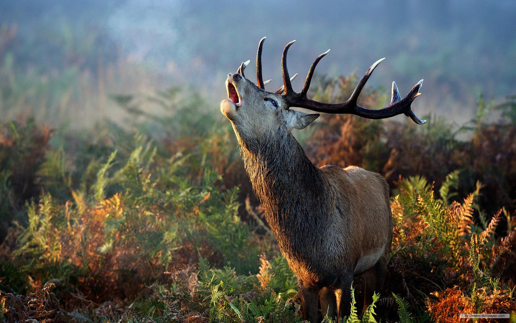 Free Animal Wallpaper Red Deer High Resolution 1680x1050 Wallpaper Teahub Io