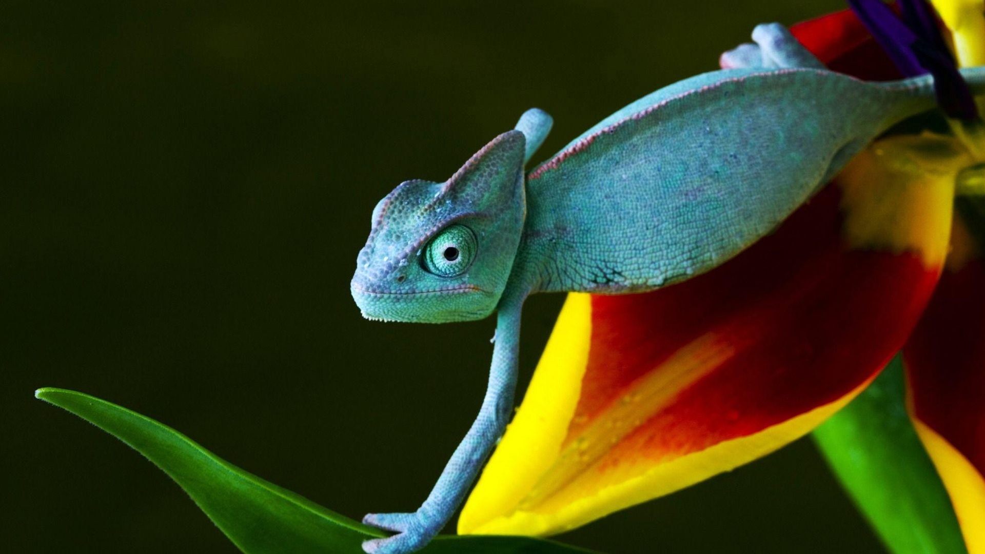 Blue Chameleon - HD Wallpaper 