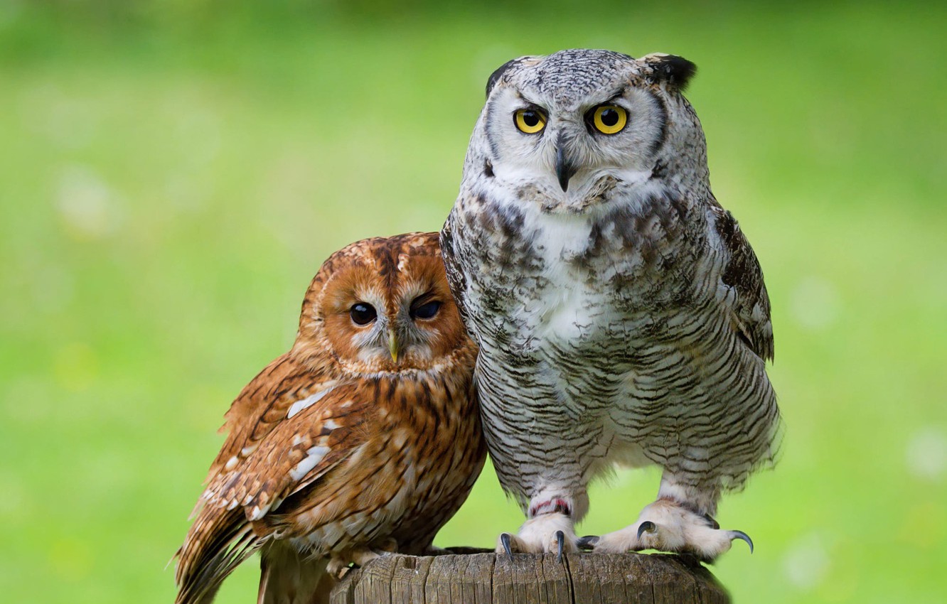 Photo Wallpaper Eyes, Look, Birds, Green, Background, - Сова Сычик - HD Wallpaper 