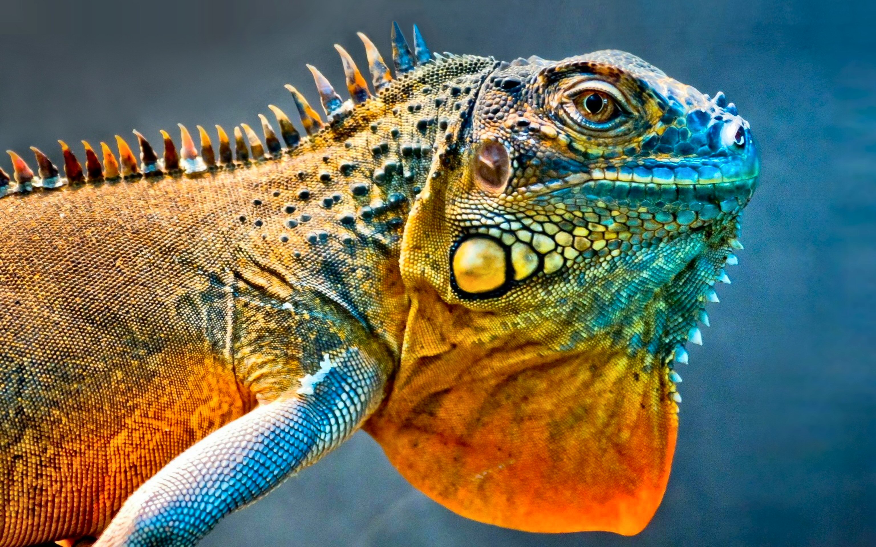 Iguana Hd - HD Wallpaper 