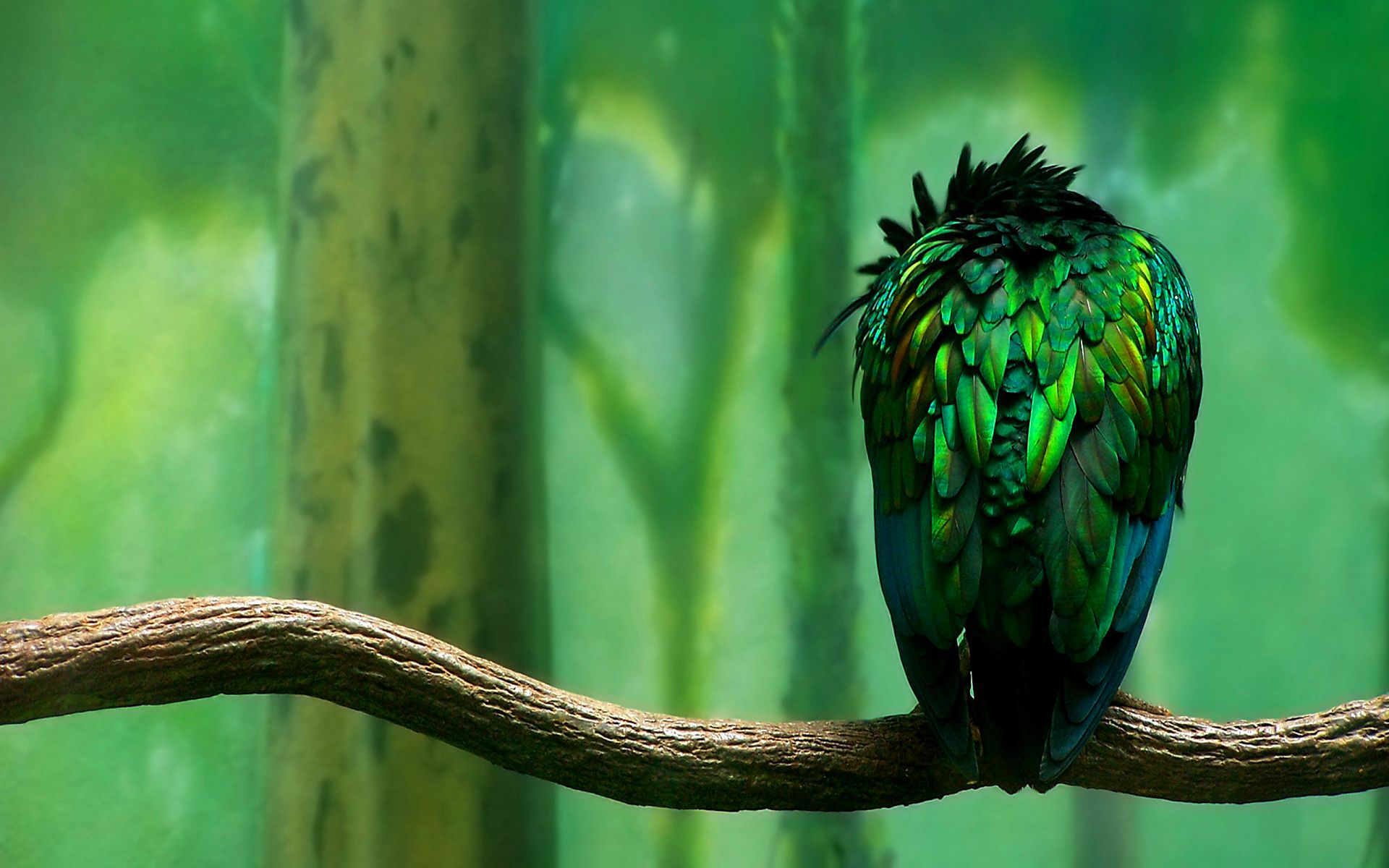 Heart Of Green Birds - HD Wallpaper 