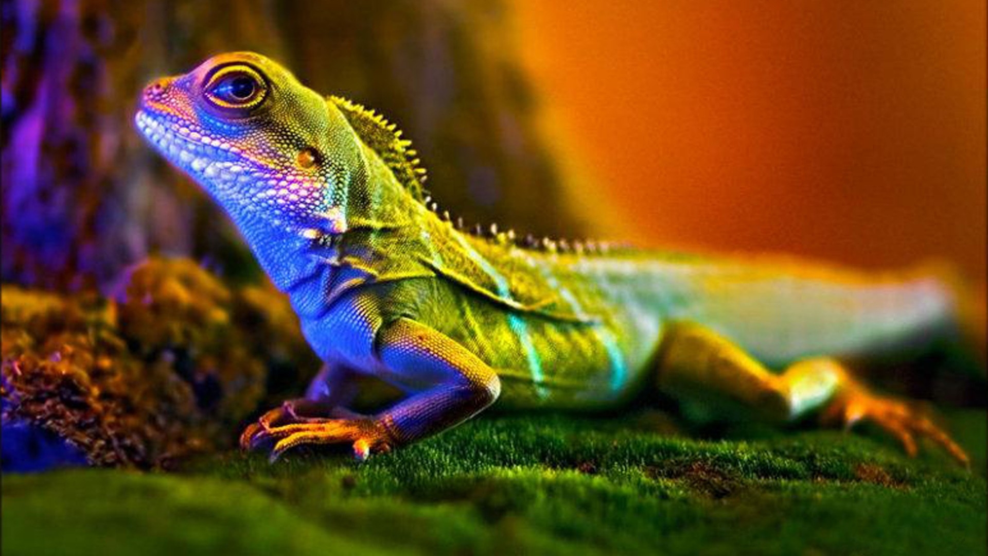 Lizard - Example For Macro Photography - HD Wallpaper 