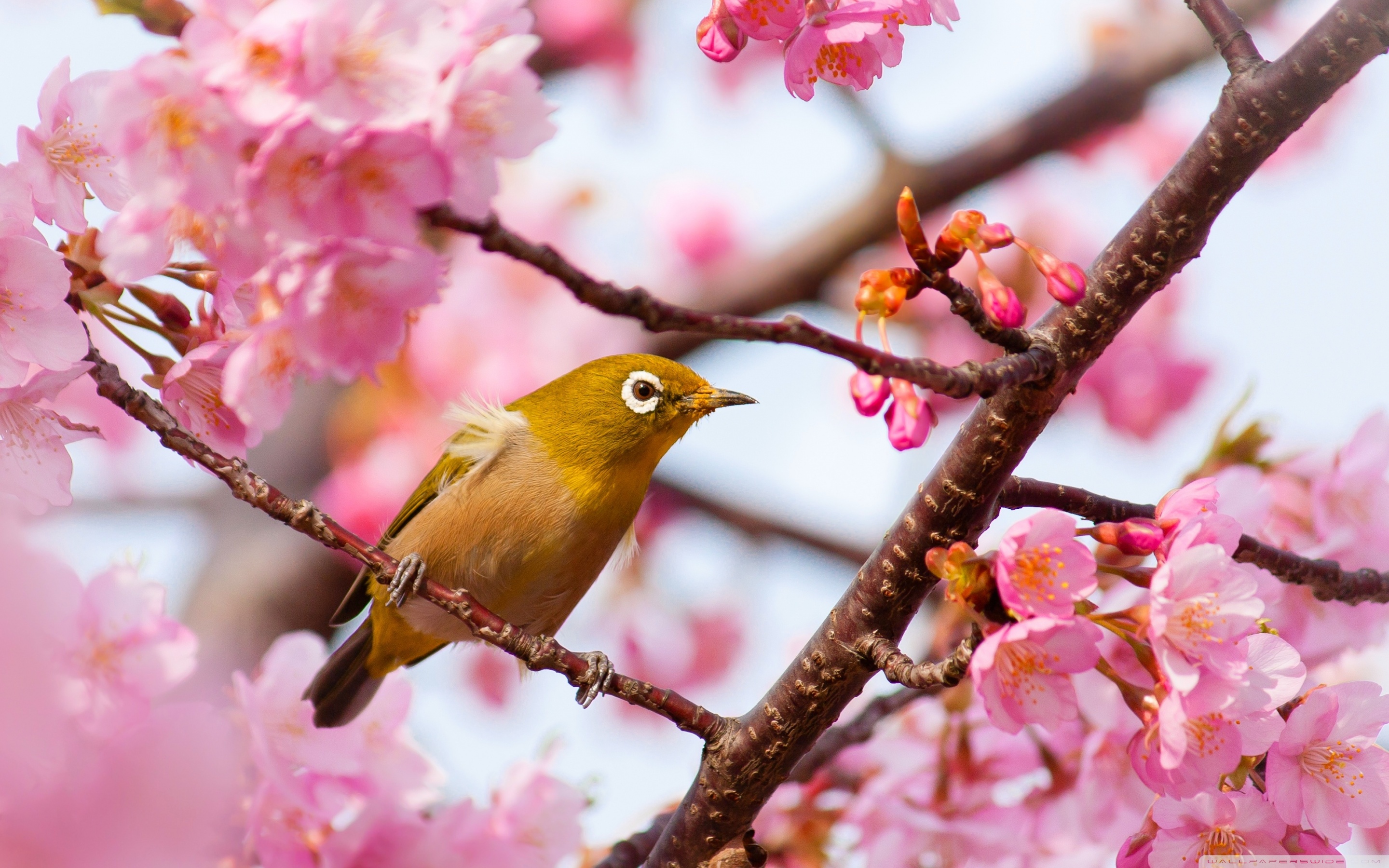 Cherry Blossom Tree With Bird - 2880x1800 Wallpaper - teahub.io