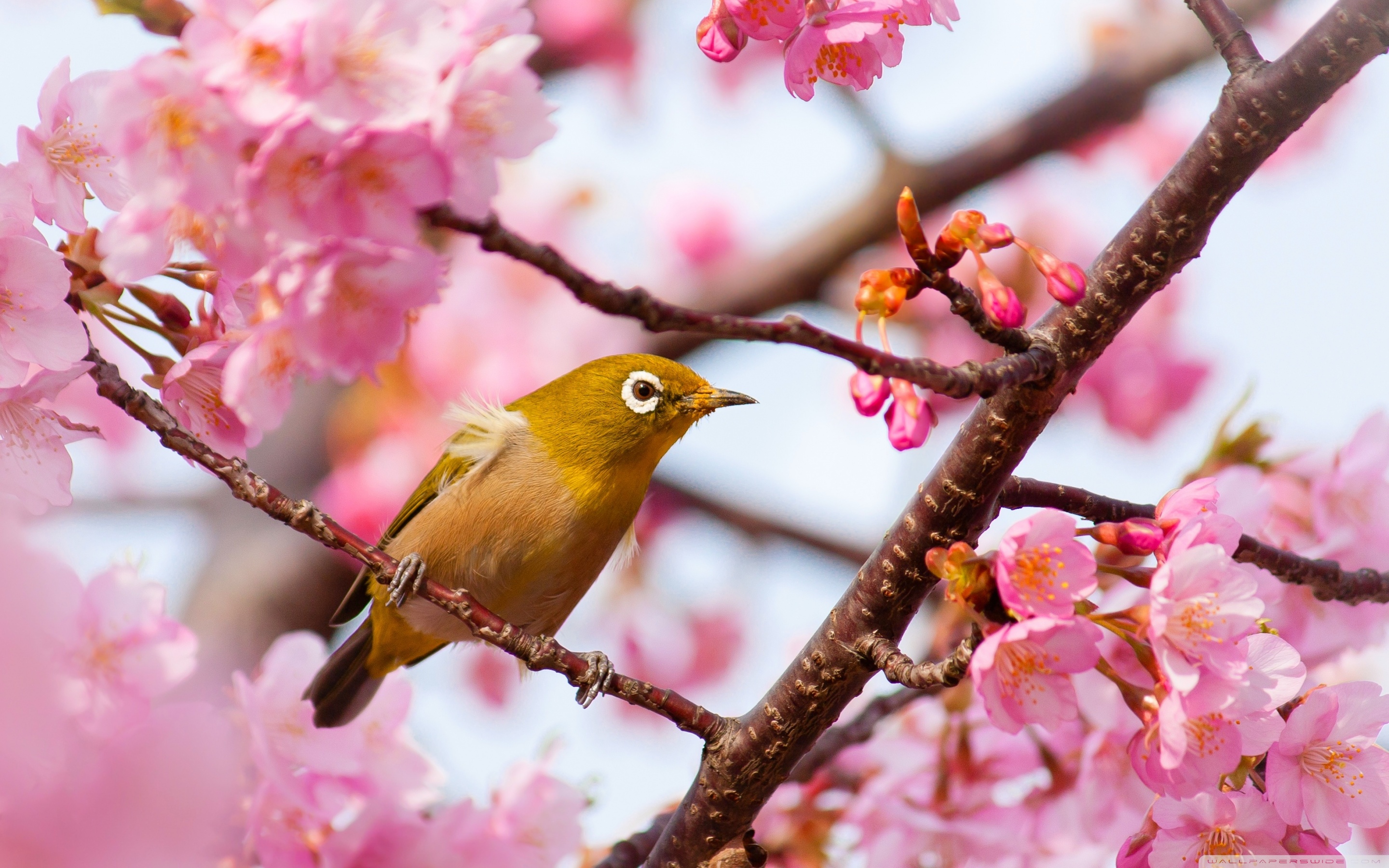 Cherry Blossom Tree With Bird - HD Wallpaper 