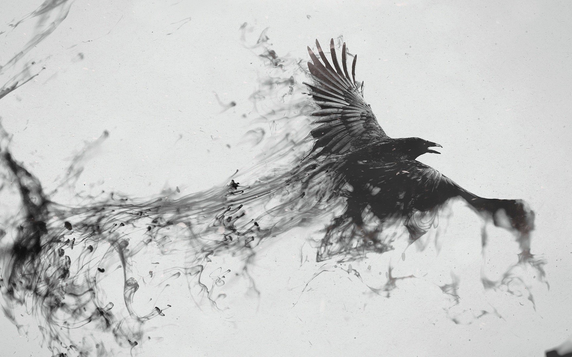 1920x1200, Blackbird Raven Black And White Wallpaper - Black Crow - HD Wallpaper 