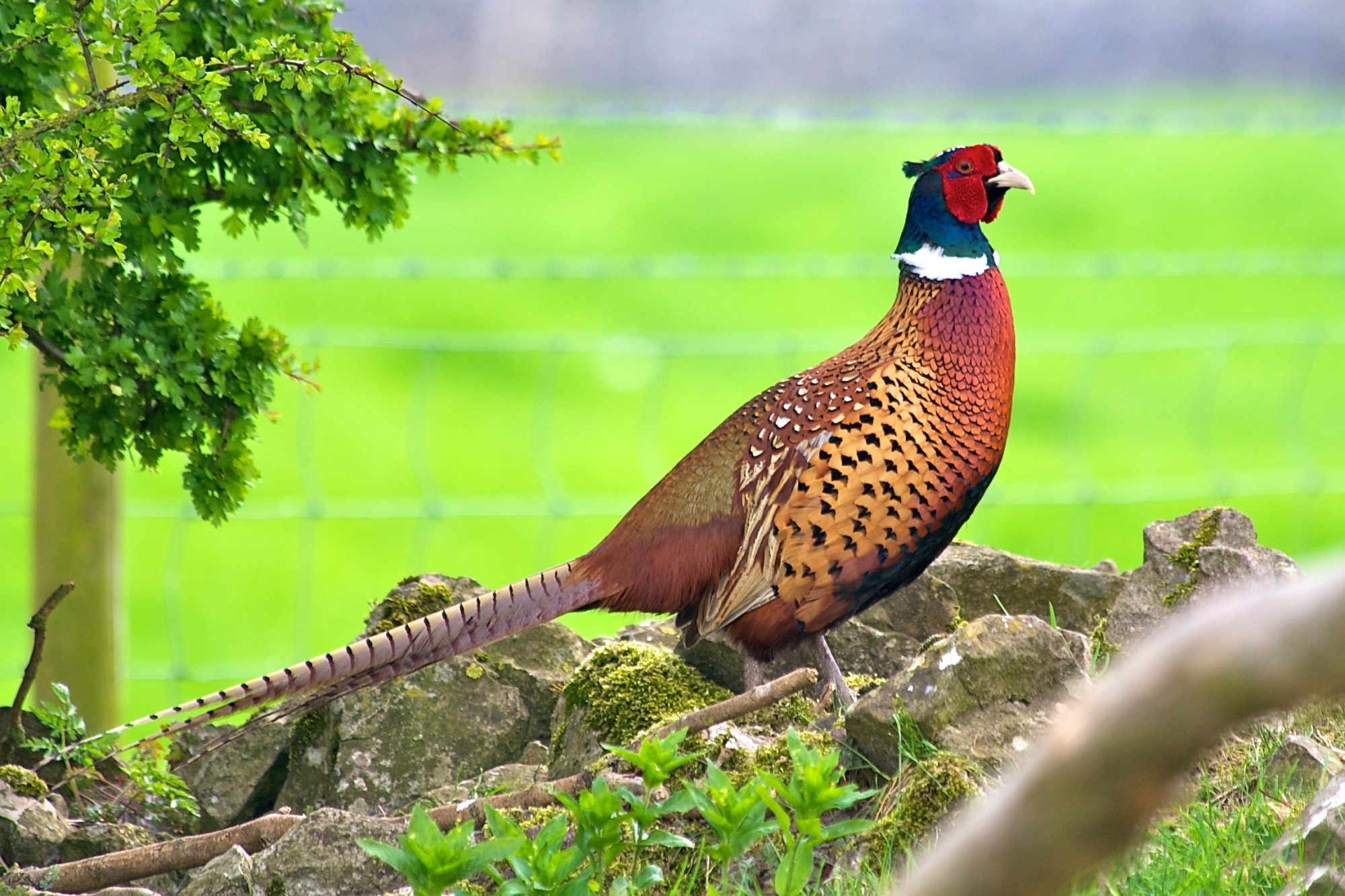 Pheasant Animal Wallpaper Hd - HD Wallpaper 