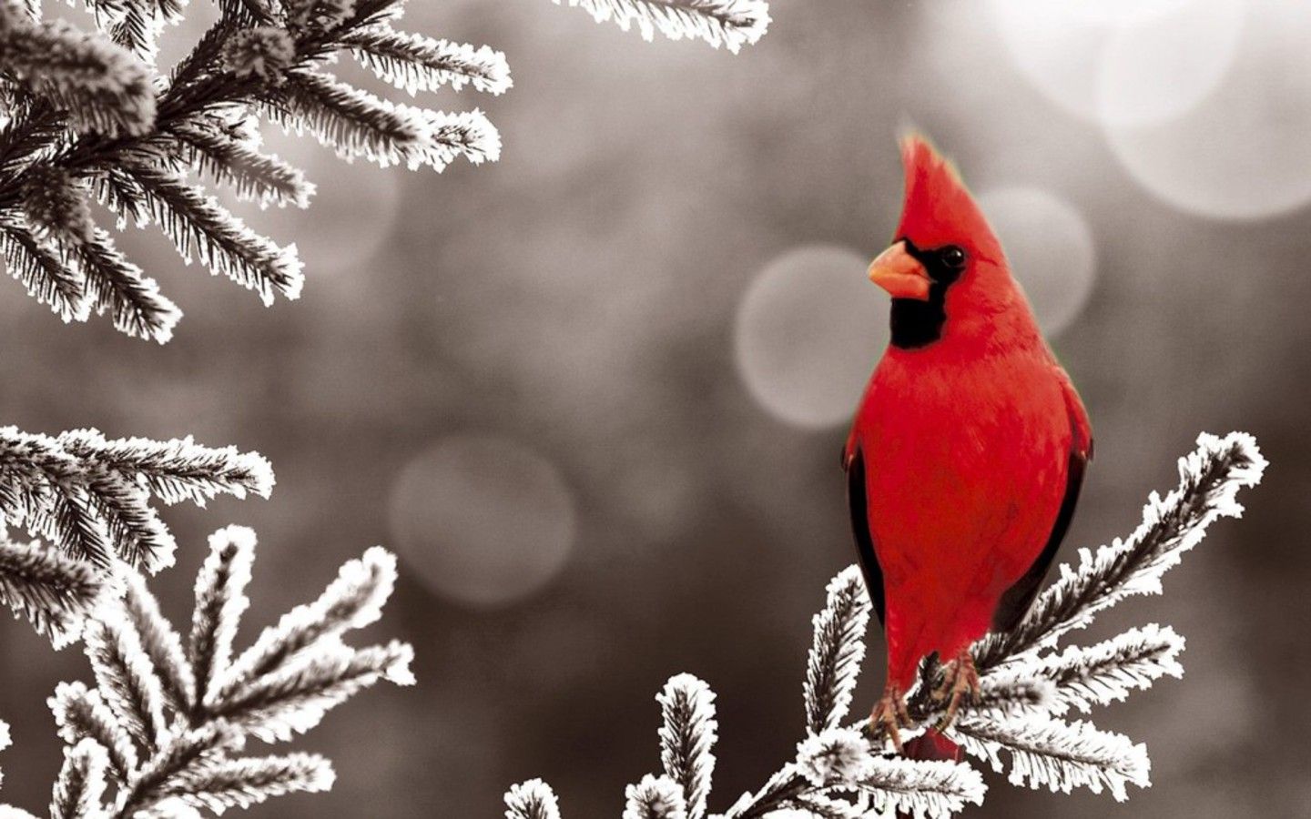 Cardinal In Snowy Tree - HD Wallpaper 