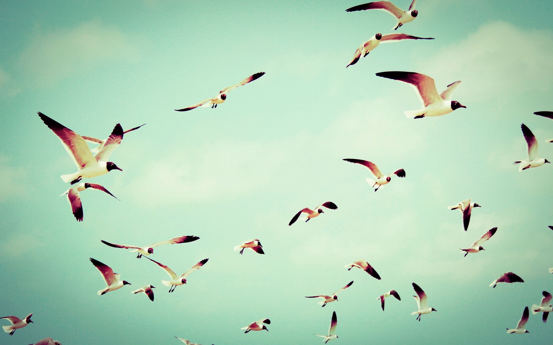 Flying Birds Design - HD Wallpaper 