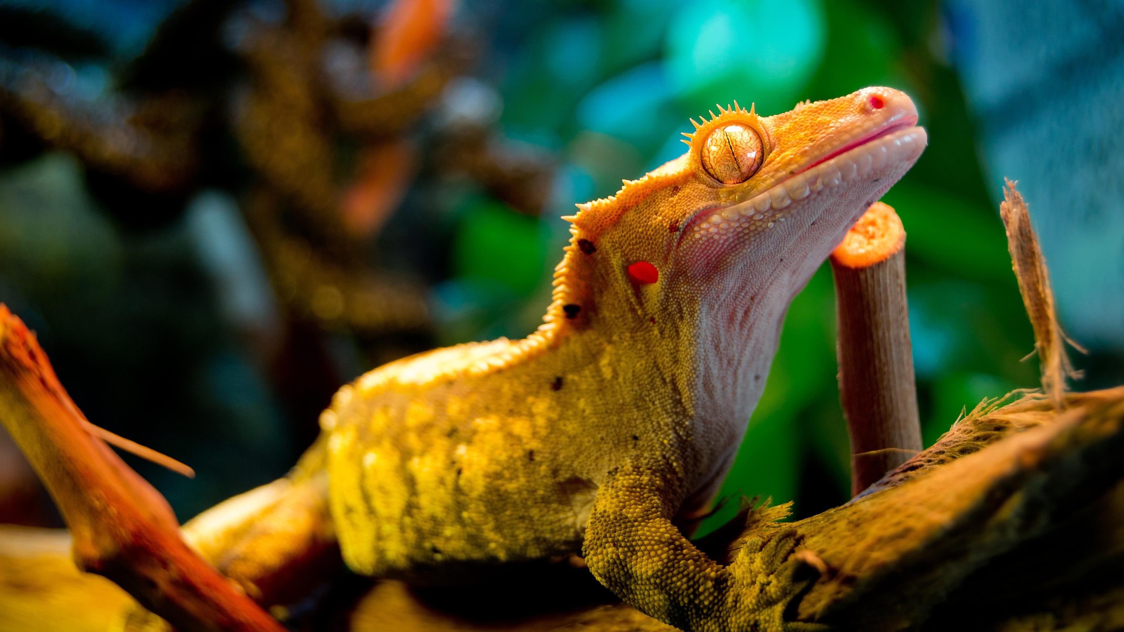 Gecko 4k Wallpaper - Crested Gecko Shirt - HD Wallpaper 