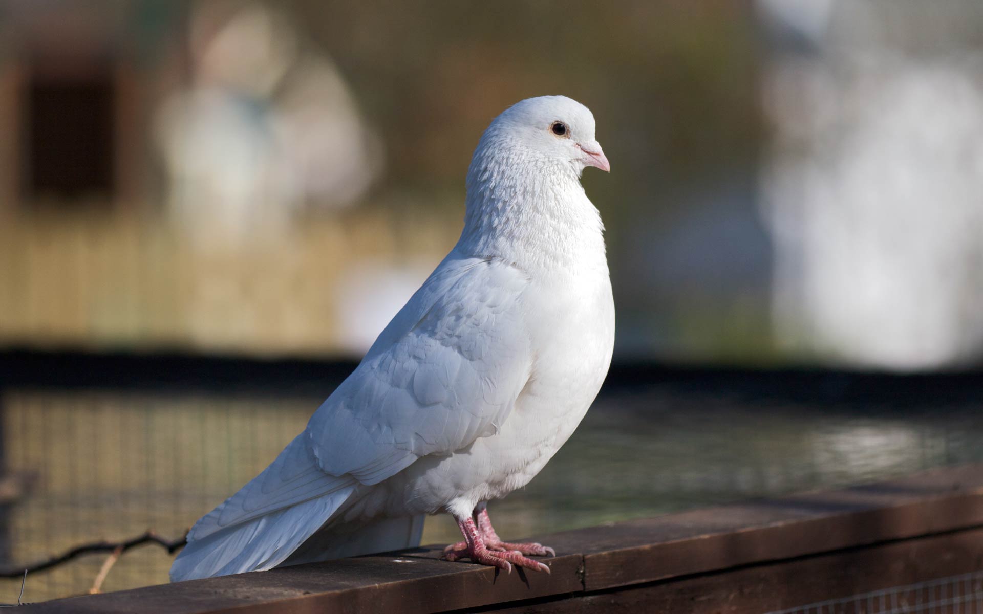 Desktop White Bird Wallpaper - Dove Hd - HD Wallpaper 