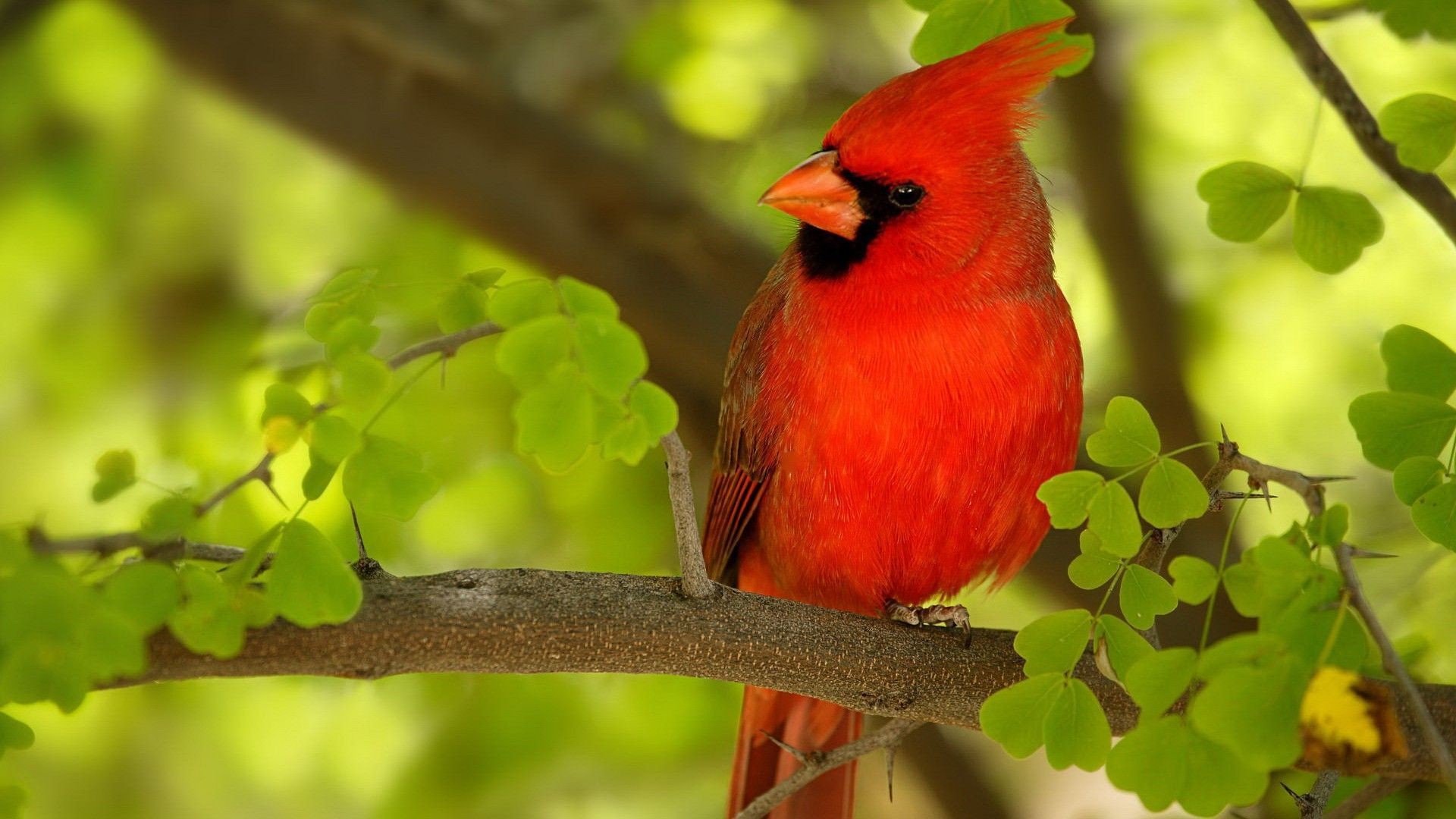 Red Bird Wallpaper 
 Data-src - Red Bird 1080p - HD Wallpaper 