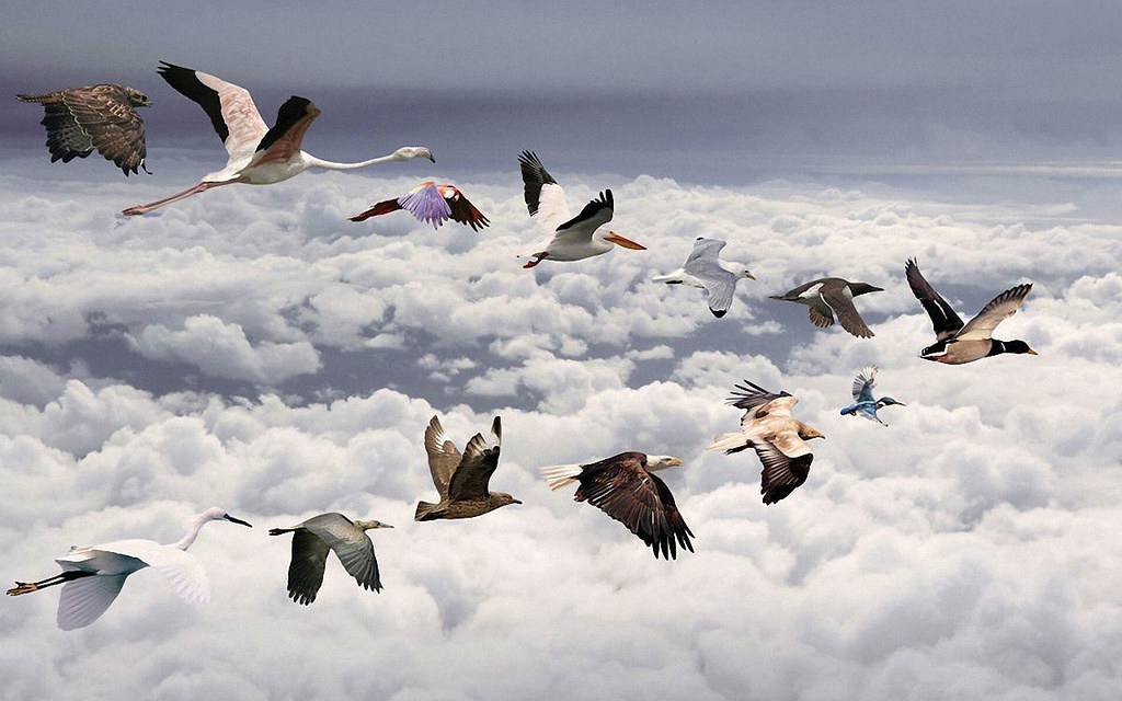 Hd Images Of Birds Flying - HD Wallpaper 