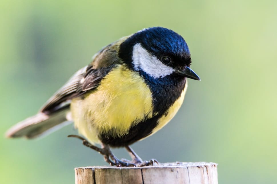 Black Blue And Yellow Small Size Bird Preview - Small Black White And Yellow Bird - HD Wallpaper 