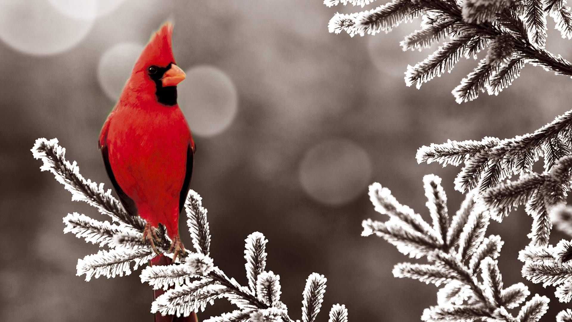 Cardinal Background - HD Wallpaper 