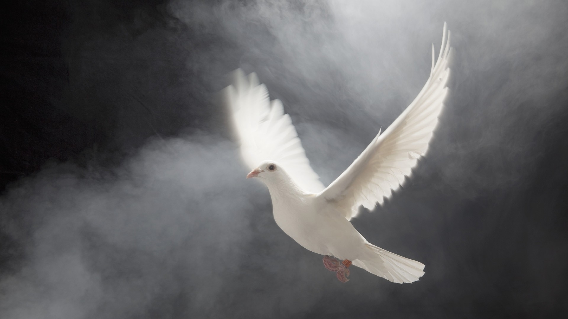 White Dove - HD Wallpaper 