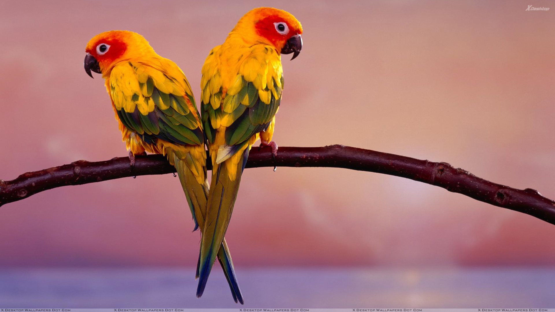 Birds Sitting On Branch - HD Wallpaper 