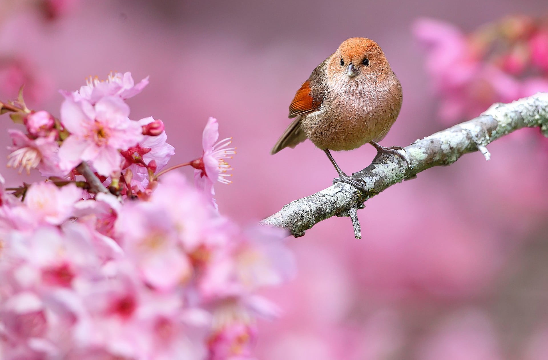 Birds And Flowers Hd - HD Wallpaper 