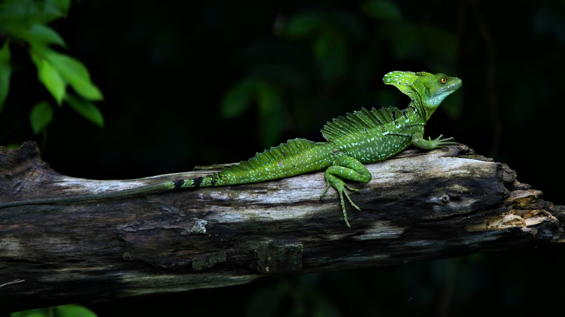 Plumed Basilisk - HD Wallpaper 