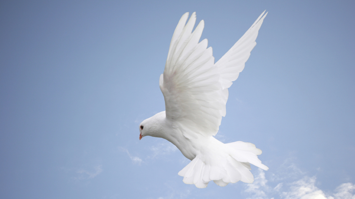 Free-bird - Dove Flying To The Left - HD Wallpaper 