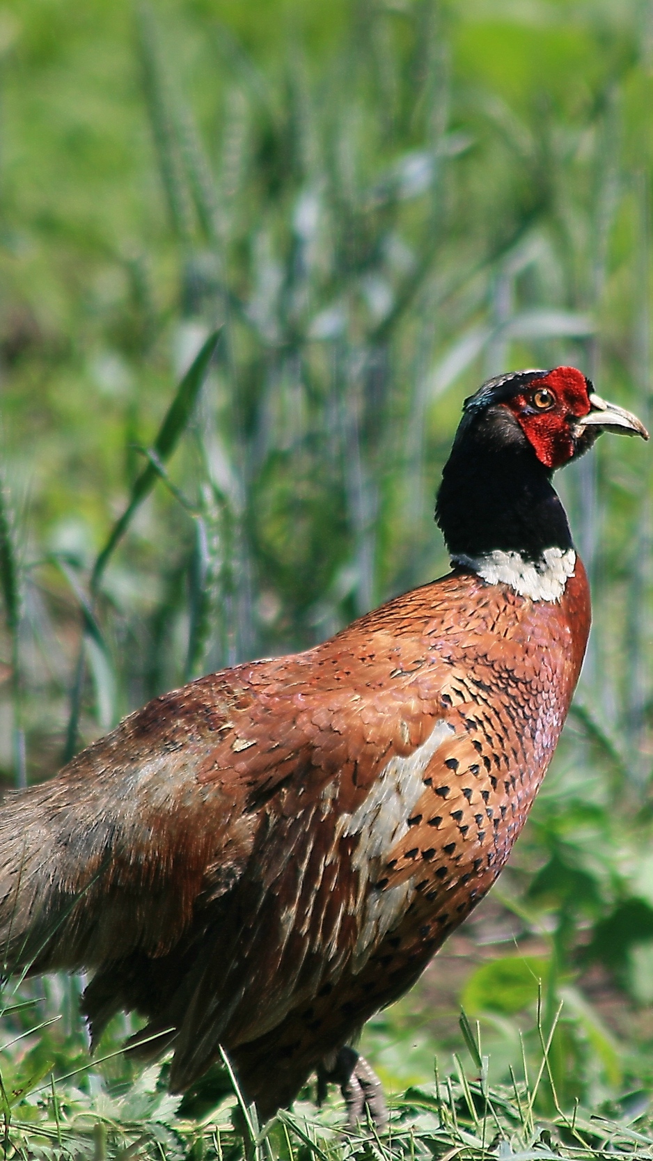 Wallpaper Pheasant, Bird, Grass, Walk - Pheasant Wallpaper Iphone - HD Wallpaper 