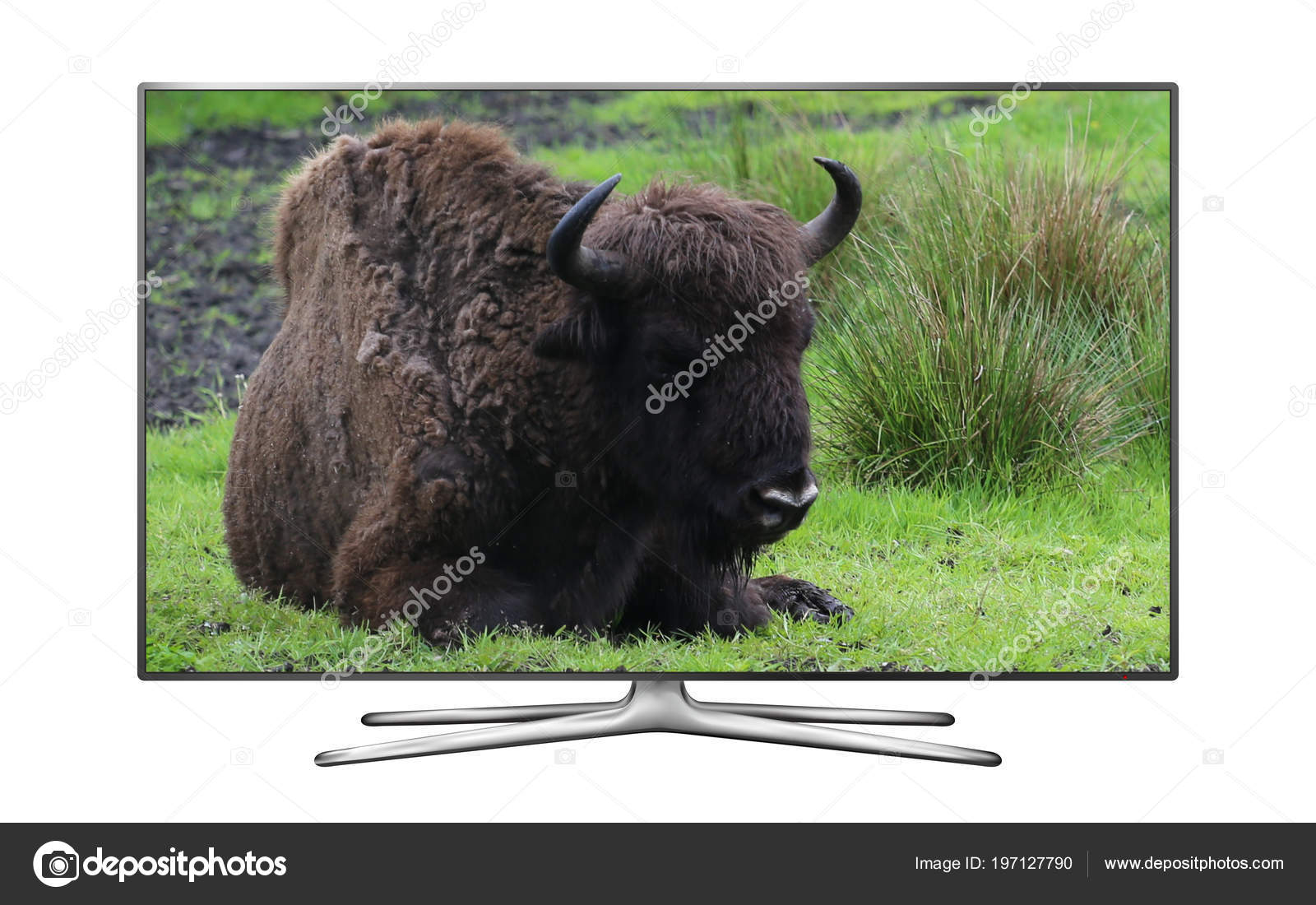 England Wildlife - HD Wallpaper 