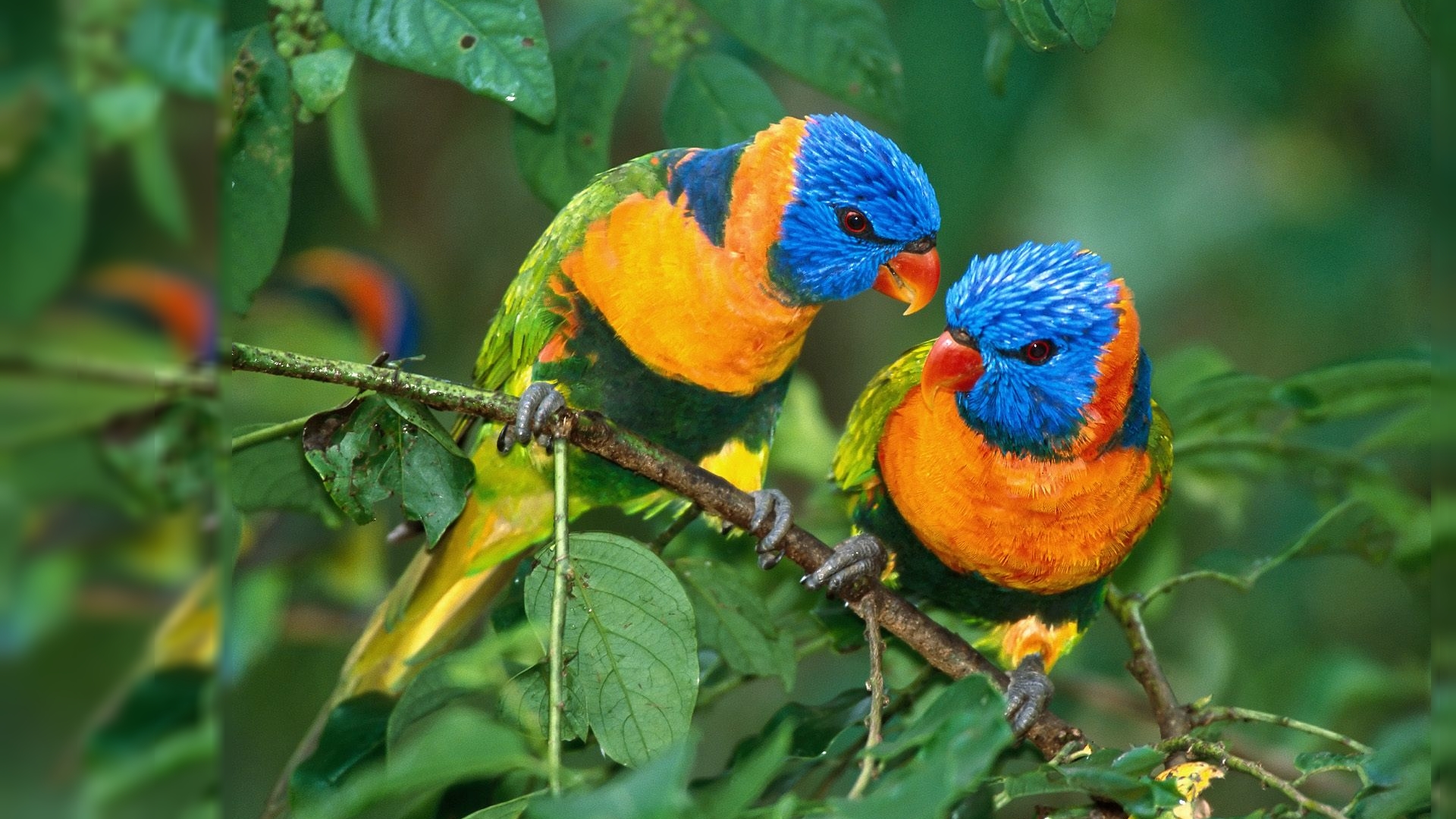 All Bird Wallpaper Download - Nature & Bird Hd - 1920x1080 Wallpaper - All Bird Wallpaper Download - Nature & Bird Hd - 1920x1080 Wallpaper -