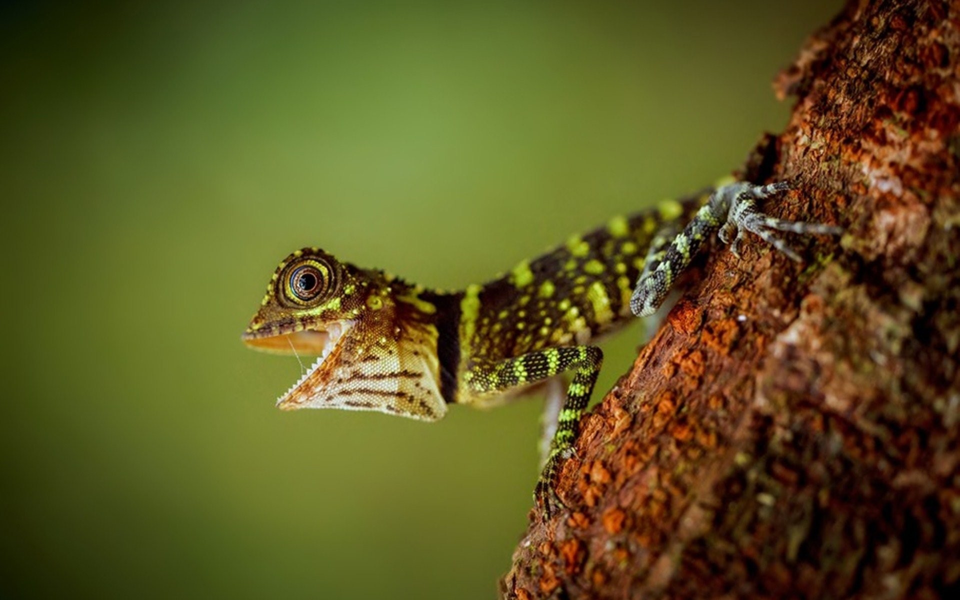 Hd Wallpaper - Lizard Desktop Background - HD Wallpaper 