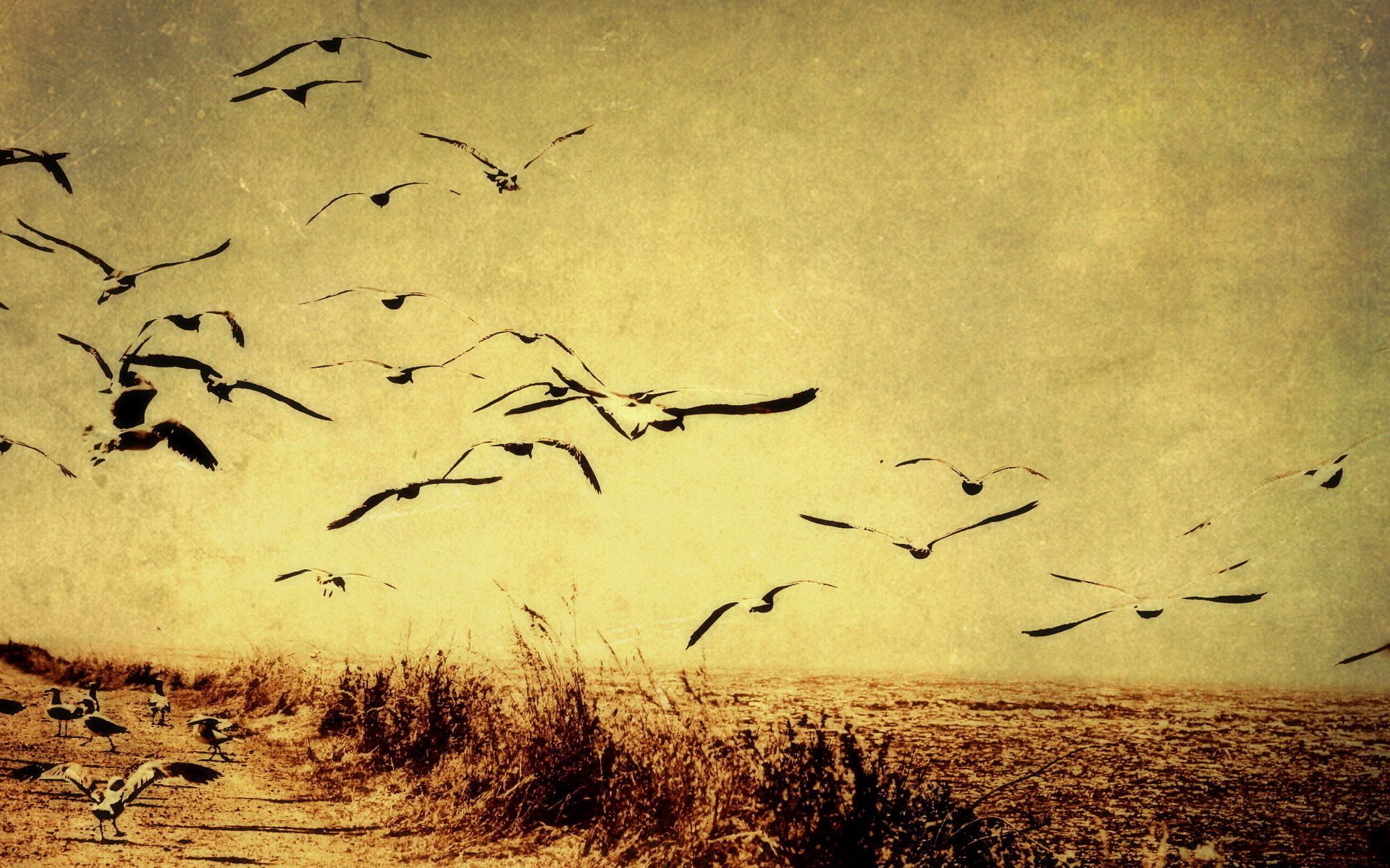 Flying Wallpaper - Hd Birds Flying Background - HD Wallpaper 