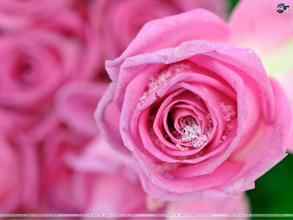 Flowers - Santa Banta Wallpapers Hd - HD Wallpaper 