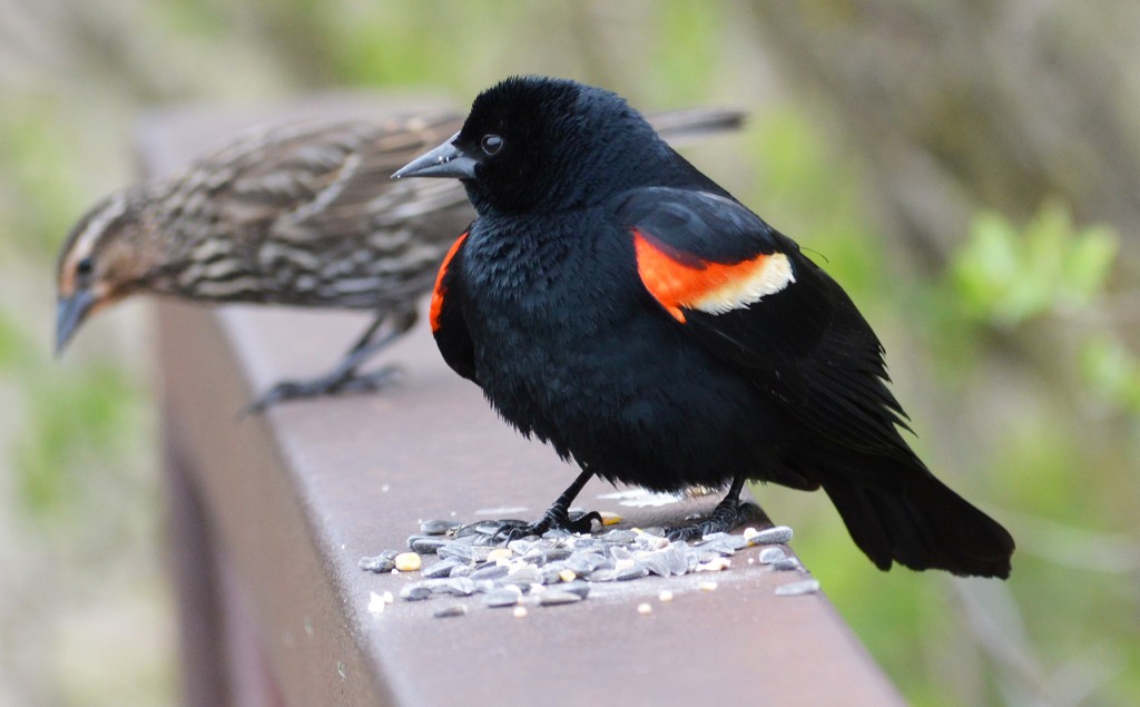 Tricolored Blackbird Vs Red Winged Blackbird - HD Wallpaper 