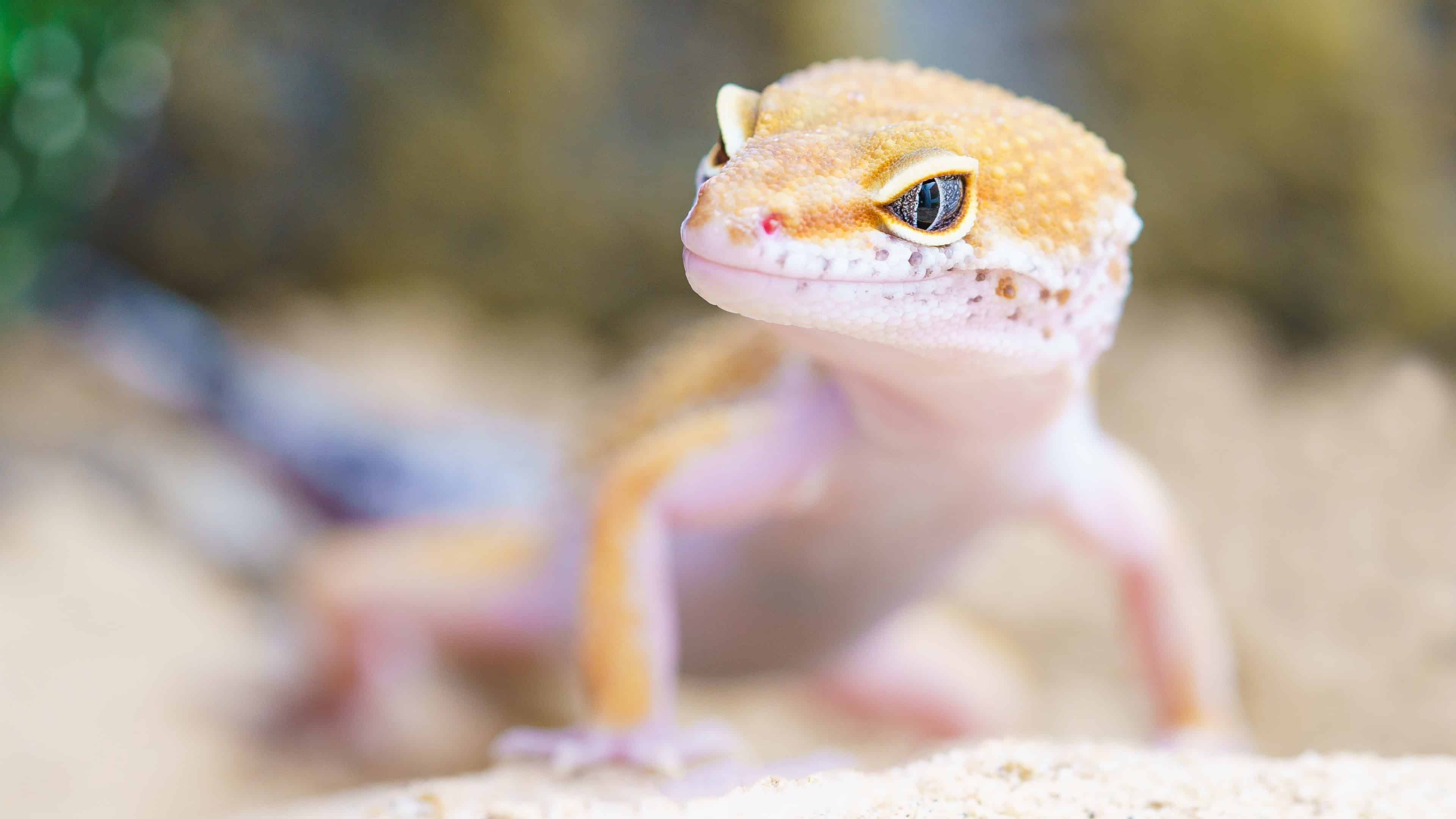 Gecko Lizard Uhd 4k Wallpaper - Can A Lizard Be An Emotional Support Animal - HD Wallpaper 