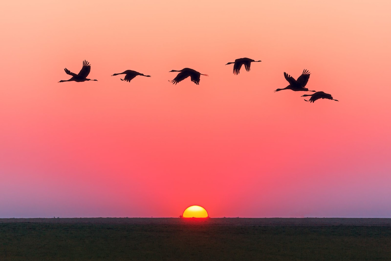 Birds Wallpaper - Birds Flying Over Water - HD Wallpaper 