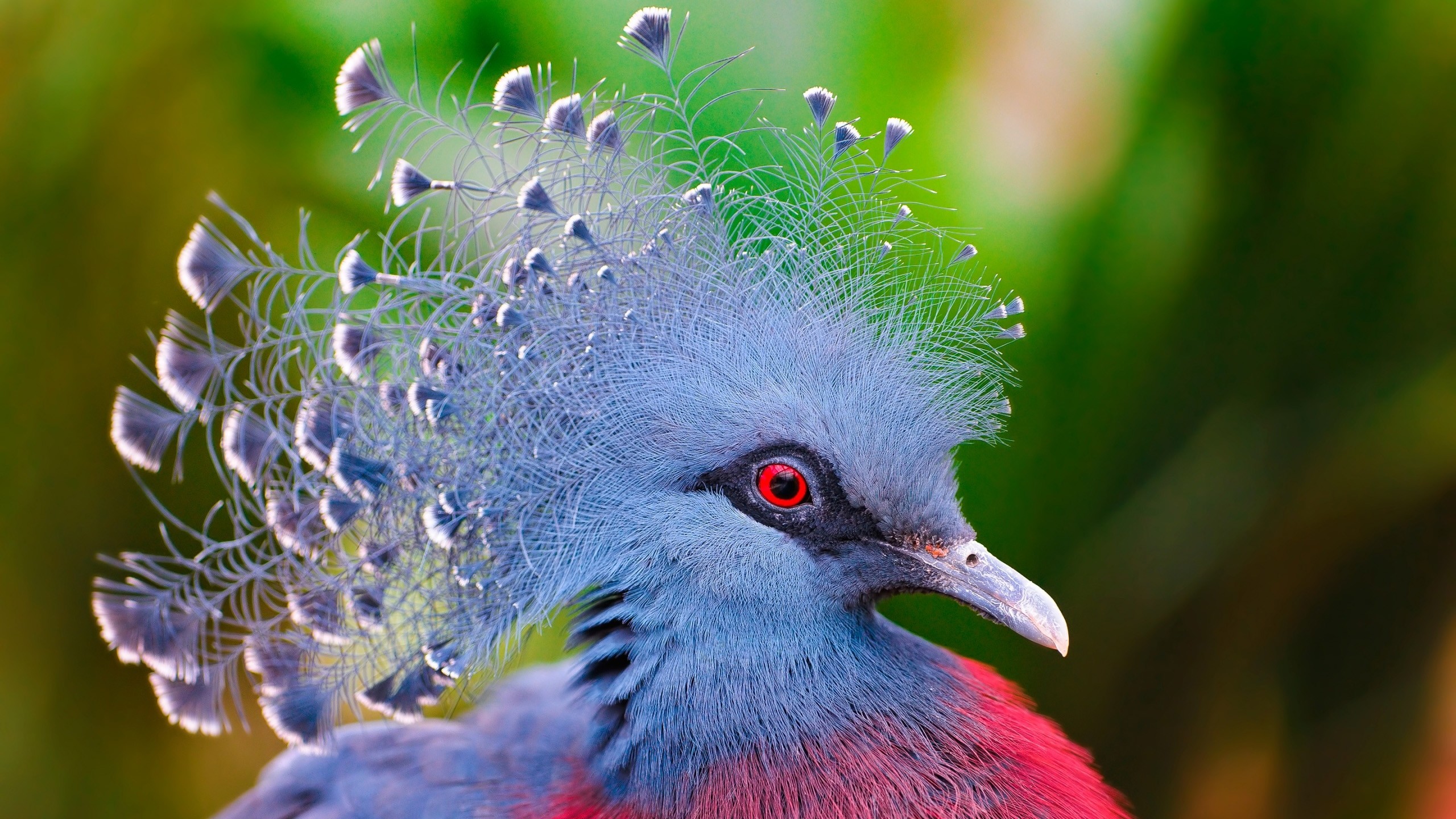 Parrots Paradise Birds Hd K Wallpapers 
 Data Src Widescreen - Birds Of Paradise Hd - HD Wallpaper 