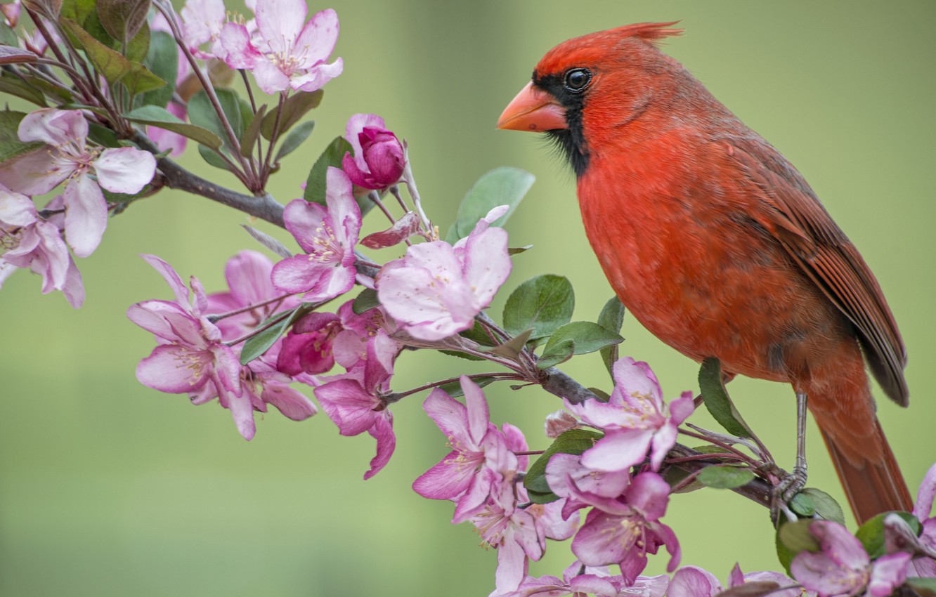 Photo Wallpaper Bird, Branch, Spring, Apple, Flowering, - Cardinal In The Spring - HD Wallpaper 