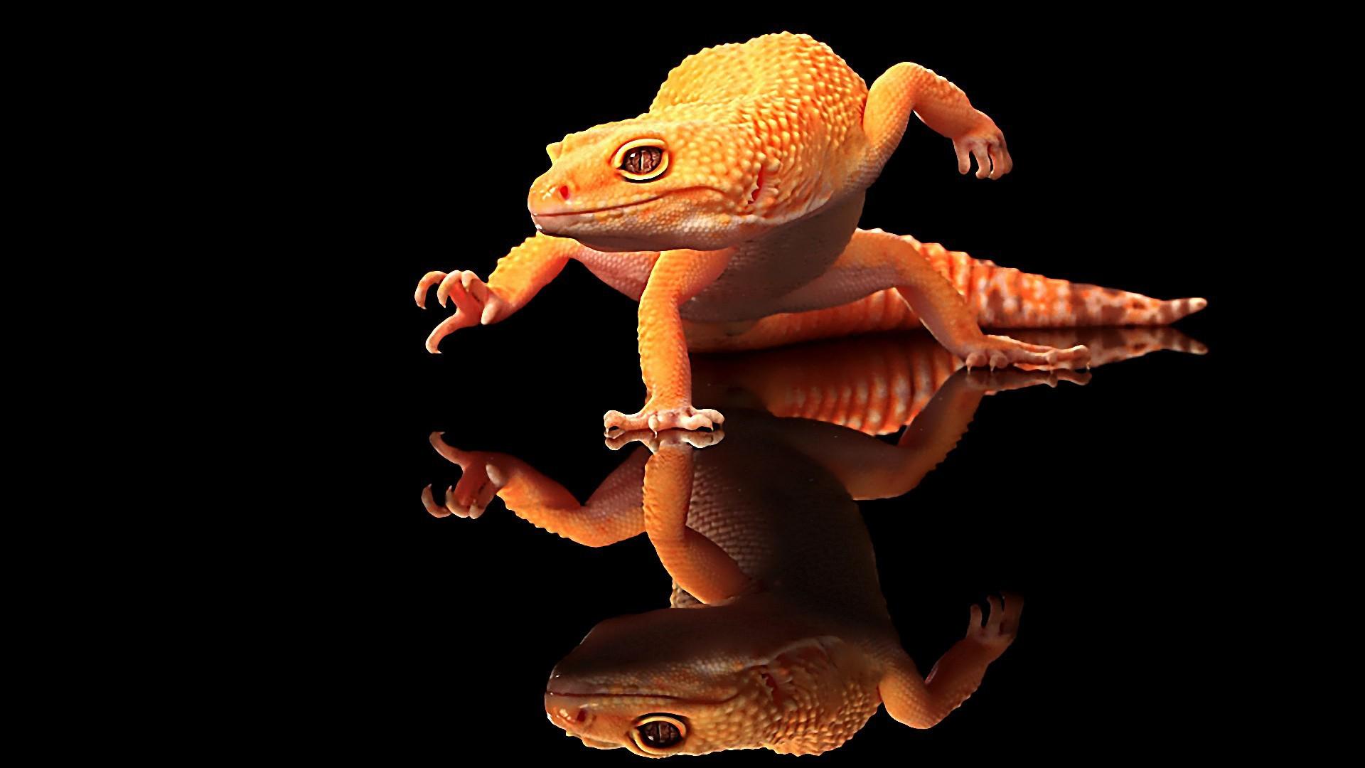 Cool Lizard Wallpaper - HD Wallpaper 