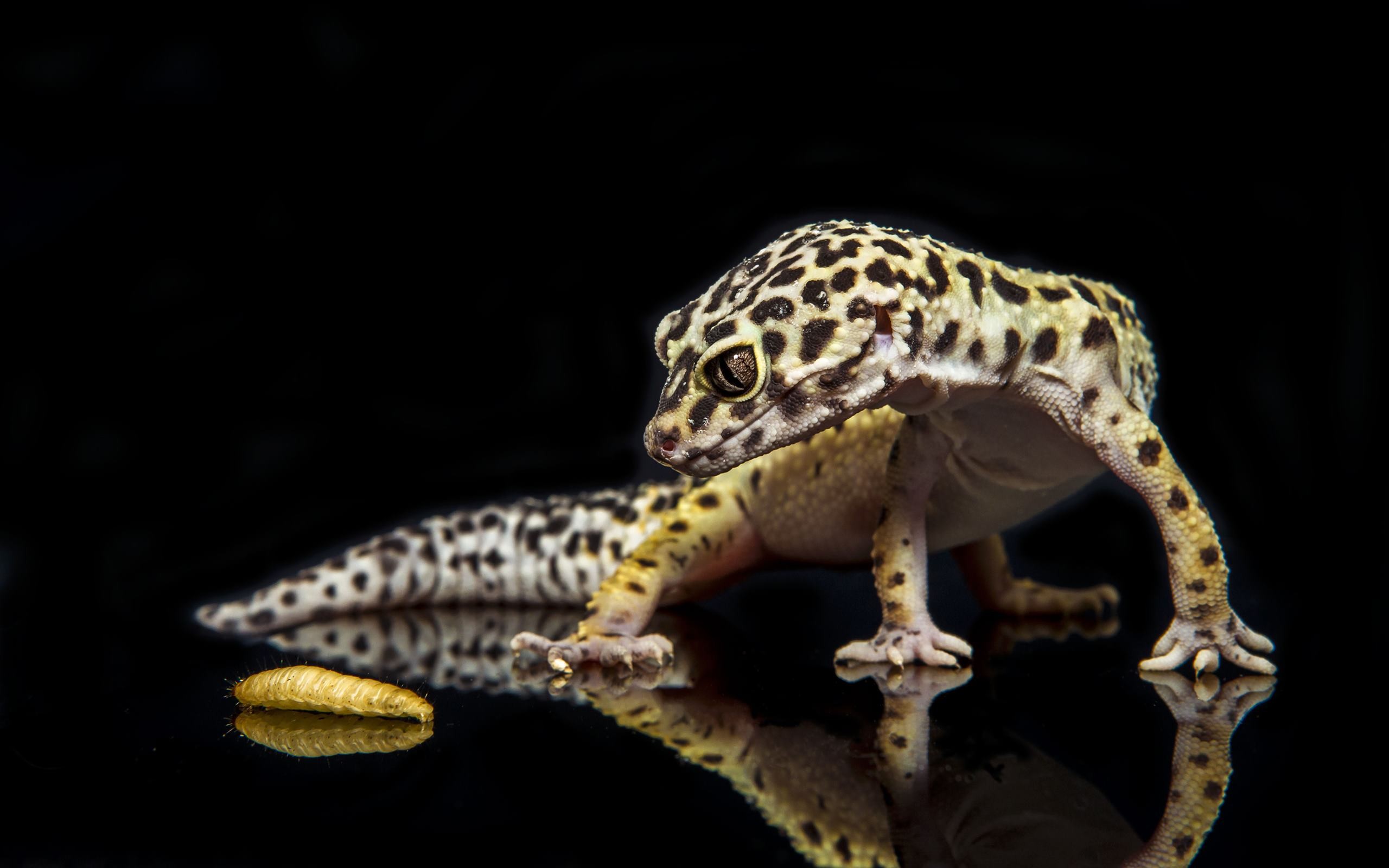2560x1600, Lizard Wallpaper - Leopard Gecko Wallpaper Hd - HD Wallpaper 