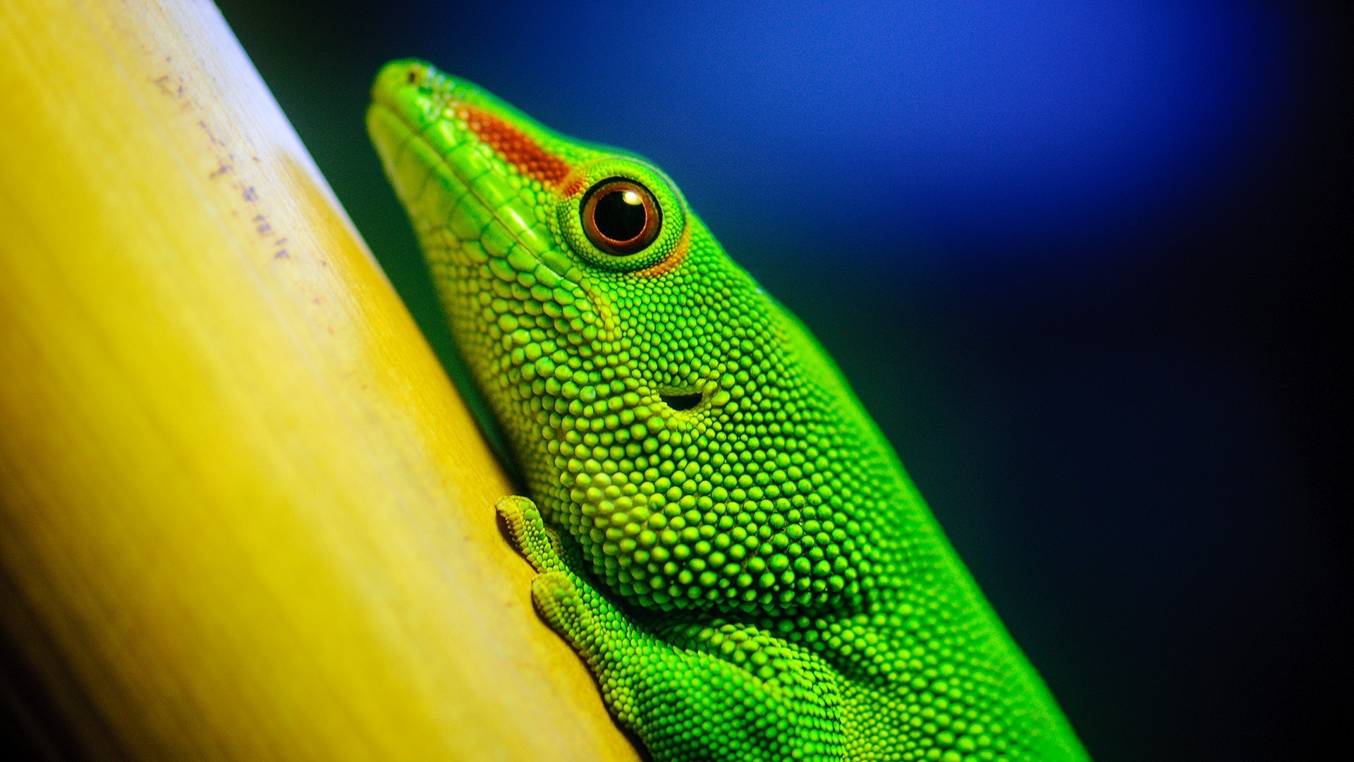 Lizard Full Hd Quality Wallpapers - Hd Lizard - HD Wallpaper 