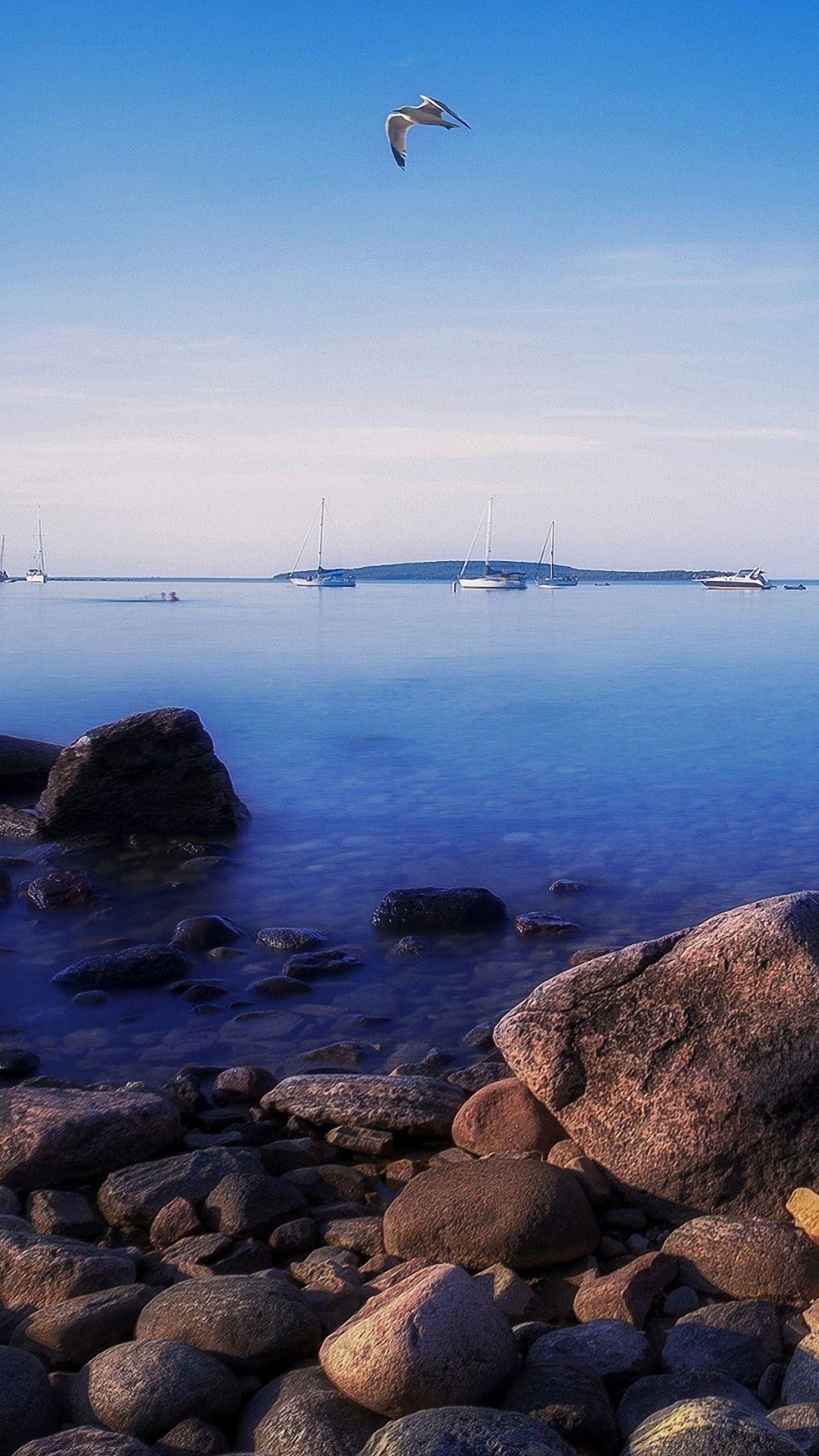 Seagull Beach Sea Boat Iphone 6 Wallpapers Hd - Retina Wallpapers Mac Canada - HD Wallpaper 