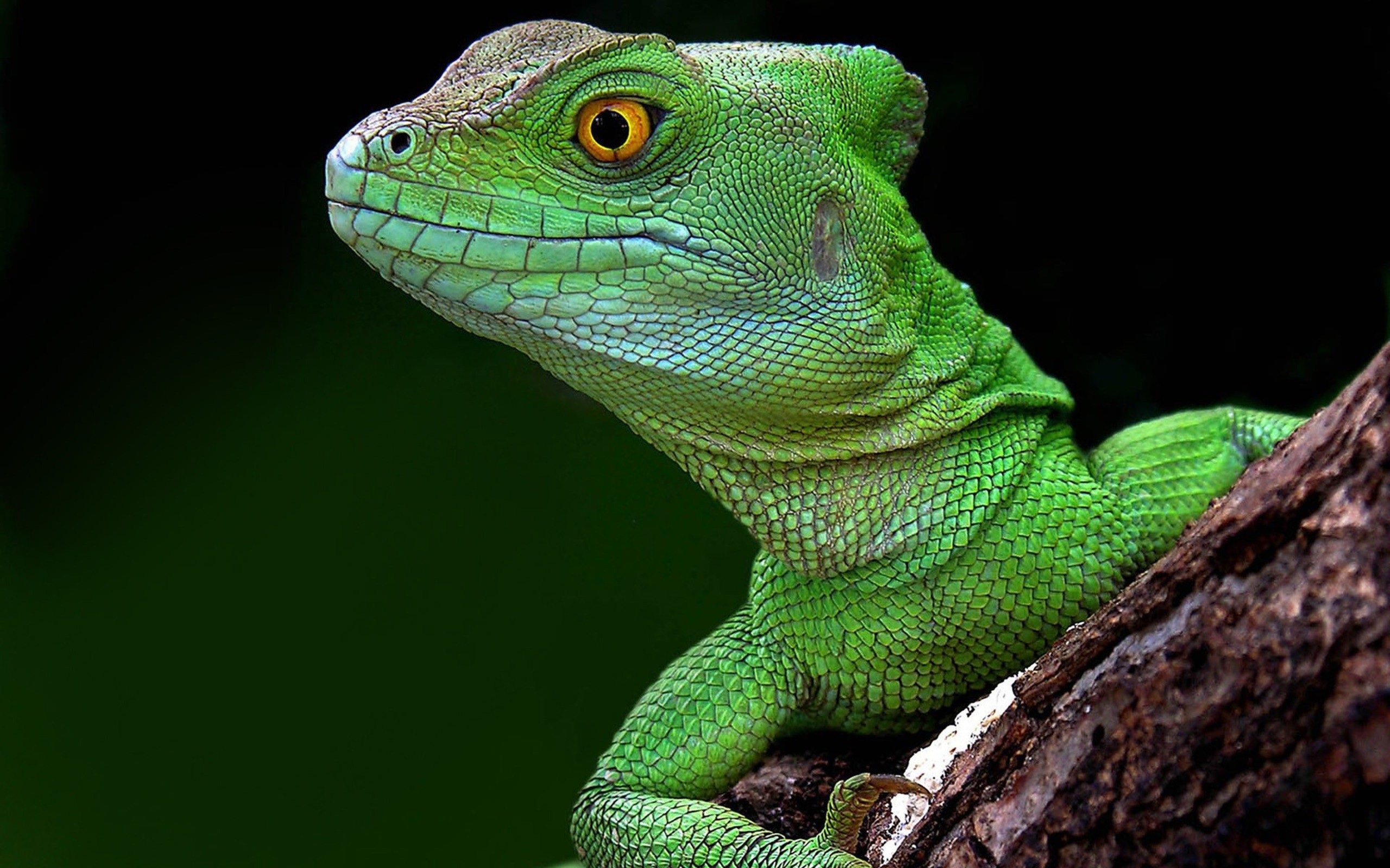 Lizard - Lizard Hd - HD Wallpaper 