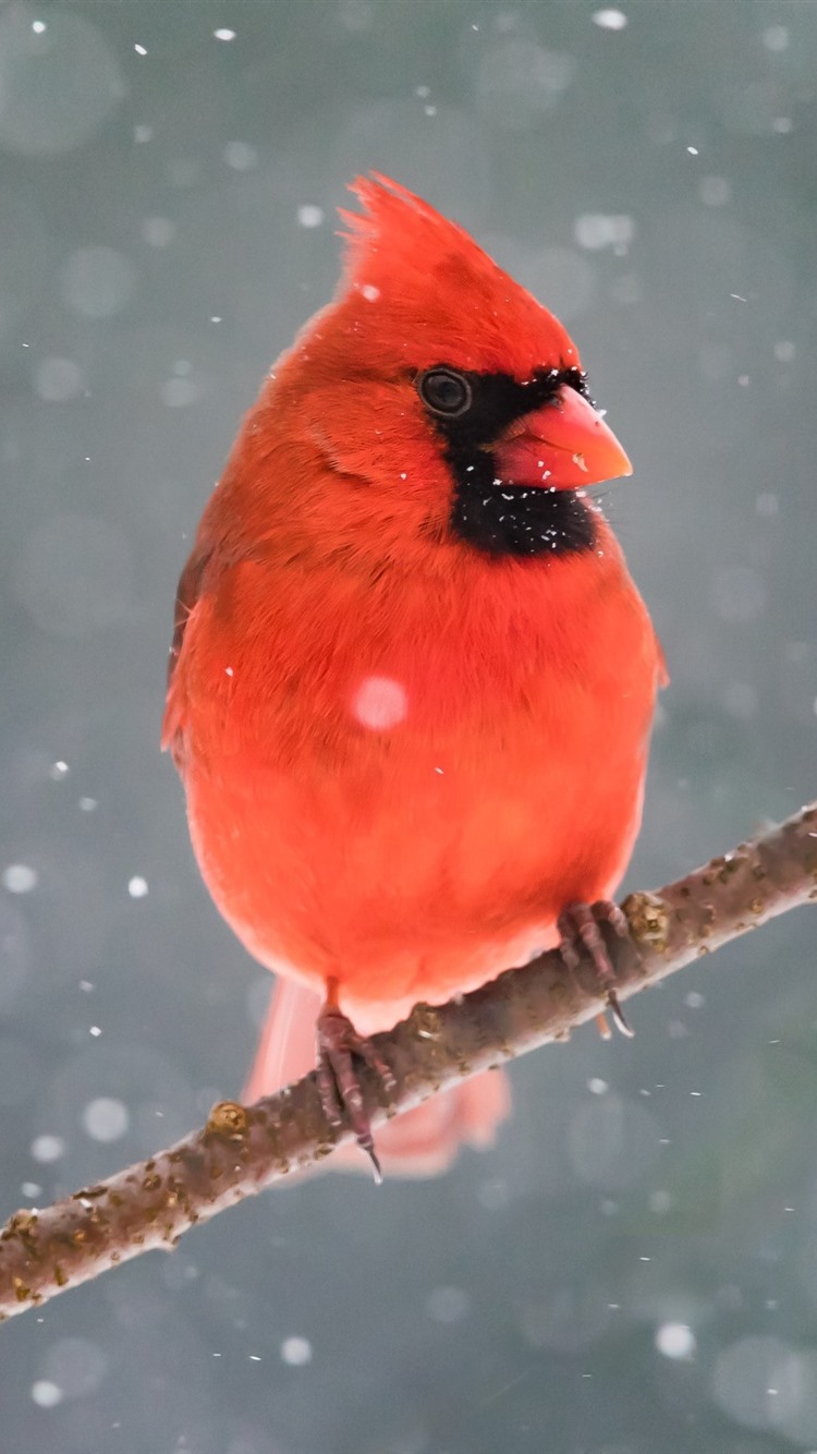 Iphone Wallpaper Cardinal Bird 750x1334 Wallpaper Teahub Io