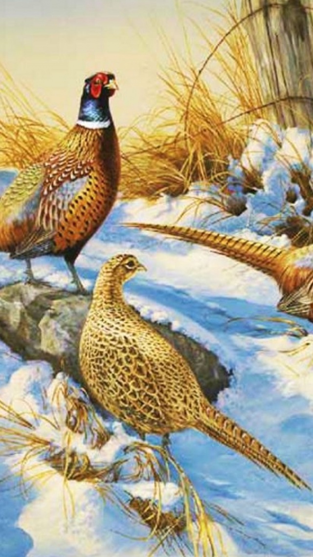 Pheasants Pheasant Prints Rosemary Millette - HD Wallpaper 