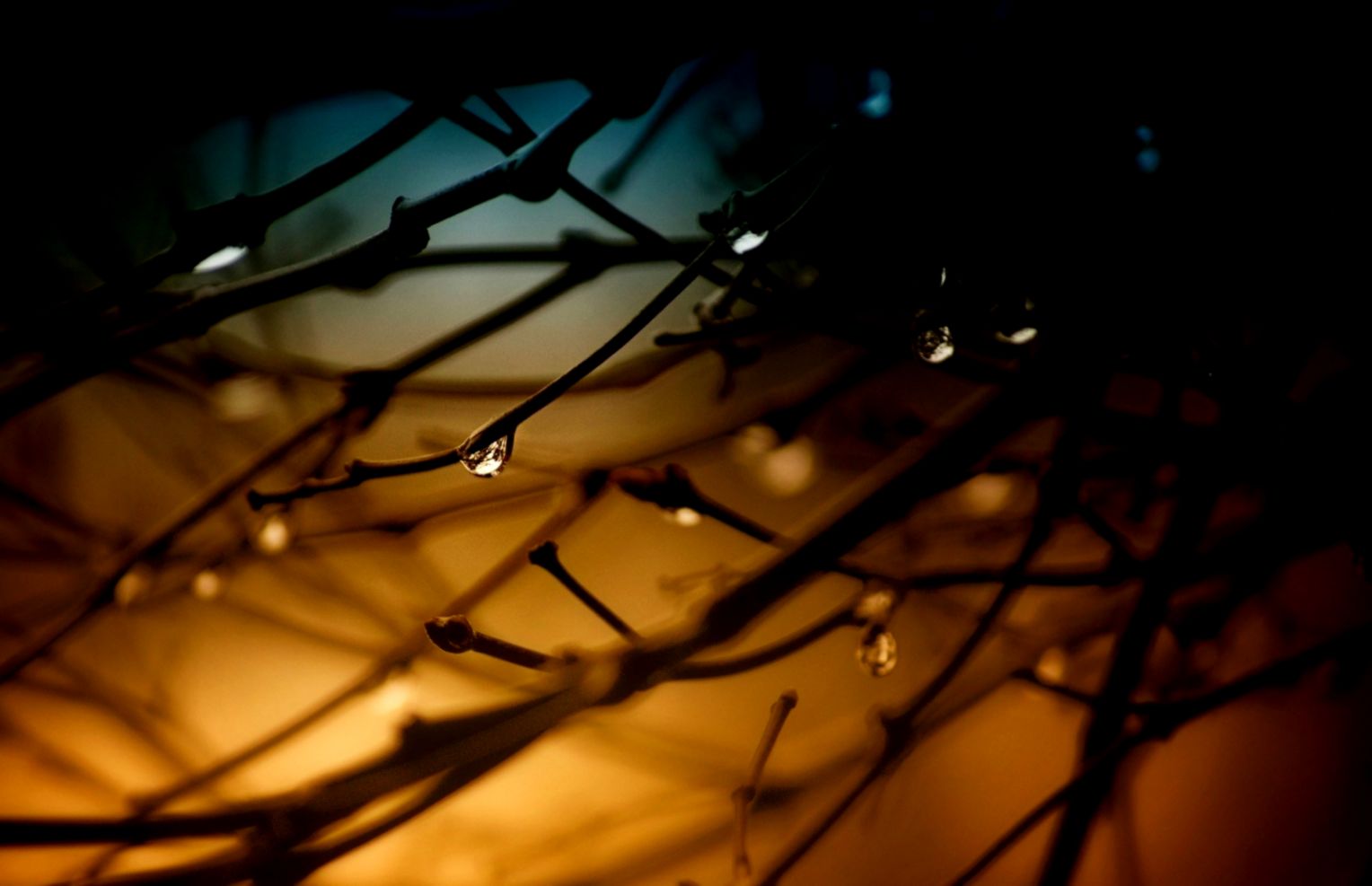 Wallpaper Sunlight Trees Window Night Nature Reflection - Background Ranting Yang Jatuh Di Jalan - HD Wallpaper 