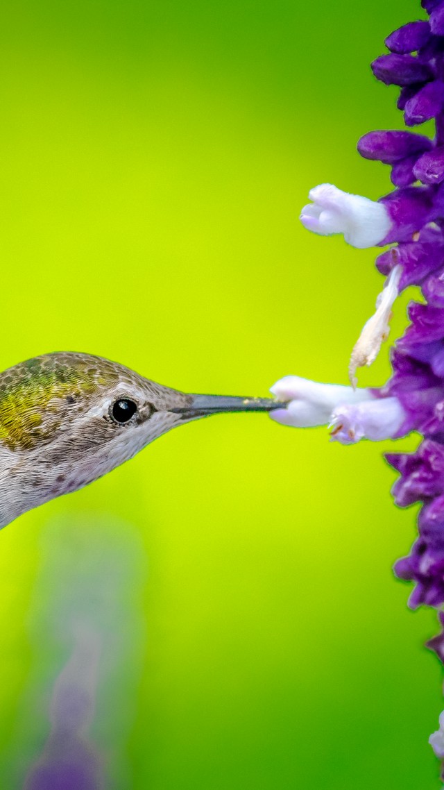 Hummingbird, Bird, Flower, 5k - Hummingbird Hd - HD Wallpaper 